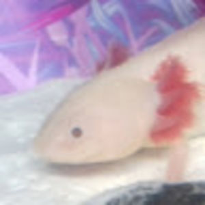 Meet your Posher, Paige